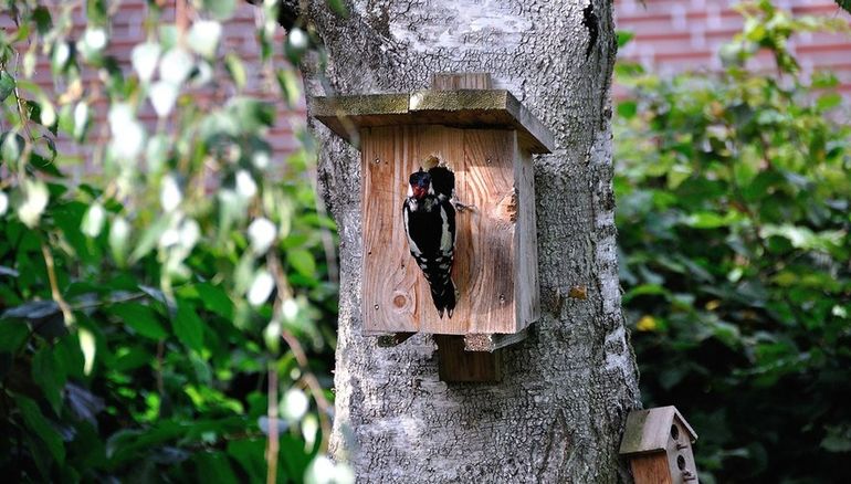 Grote bonte specht / Pixabay Sommige spechten hakken nestkasten open om de jonge vogels of eieren eruit te eten