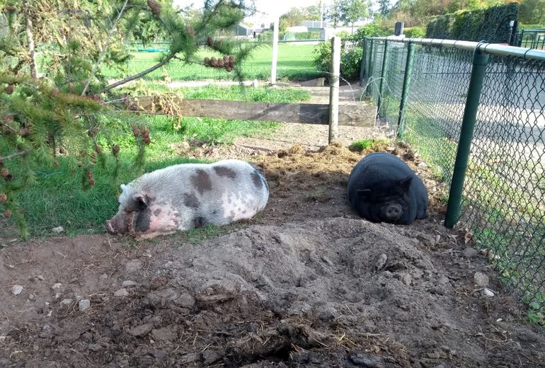   Recreational hogs must also be well protected "width =" 770 "height =" 520 "data-caption =" Recreational hogs must also be well protected "data-photographer =" Ellen van Norren "/> [19659005] Infection of fighting points: isolating a contaminated habitat </h3>
<p>  If it happens that a population of wild boars is contaminated by VAP, the Czech approach is a good measure: isolation / isolation of Contaminated habitats of wild boars, avoiding the spread of any infected boar and creating maximum tranquility in an area, so it is counterproductive to leave an additional slope beforehand by maintaining tranquility in an area, preventing contamination. wild boars are hunted and find themselves outside the protected habitat.The protected area population must be considered lost.The boars will die almost all of the AVP.The remaining boar must also t be returned over time to eradicate the virus. </p>
<h3>  In summary: prevent the introduction of the virus and isolate it quickly after infection </h3>
<p>  In summary, the Mammal Society is of the opinion that everything must be done to prevent contamination wild boar with AVP. Special attention should be paid to the "human route of infection" as the most important risks lie in this area. If AVP is still detected in a population of boars, rapid and strict isolation of the habitat is necessary. If an additional grade is required subsequently, this must be done by or under the direction of professional organizations such as site managers or (semi) accountable authorities. In the case of population reduction, methods such as capture cages should have priority over the descent. The current threat of AVP calls for the preparation of (renewed) area plans for the management of wild boar populations. The provinces are primarily responsible. </p>
<h3>  More information </h3>
<p>  Text: Maurice The Hague, Society for Mammals <br /> Photos: Maaike Plomp (main photo: wild boar); Ellen van Norren <br /> Map: CBS; NDFF </p>
</p></div>
</pre>
</pre>
[ad_2]
<br /><a href=