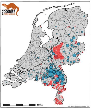   Number of pigs per municipality (blue bullets, source CBS) and presence of wild boar in the Netherlands (red dots). Along the western Veluwe and in pig farms in East Brabant / Midden-Limburg in the current pig habitat 