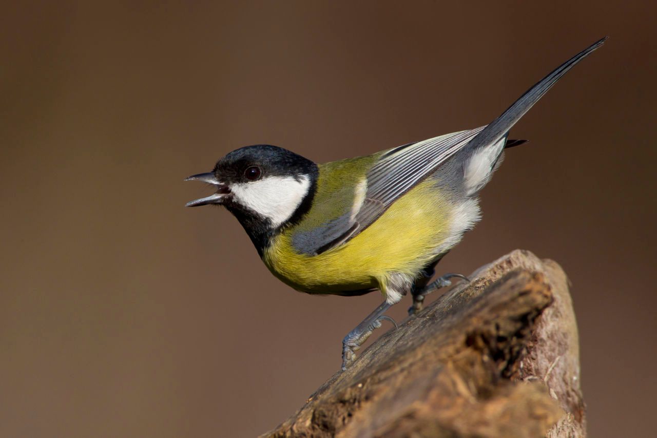 Koolmees Vogelbescherming