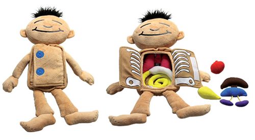Anatomie-Puppe