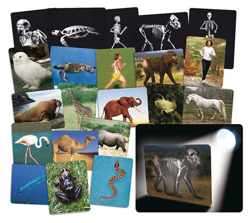 Röntgenfotos Dieren set 2.