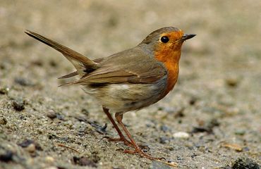 Wandelen met de boswachter, thema: Vogelzangwandeling