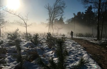 Wandelen met de boswachter, thema: naaldbomen Loenermark