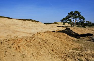 Wandelen met de boswachter, thema: Wekeromse Zand lentekriebels