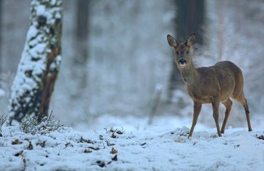 Wandelen met de boswachter, thema: dierenwinterweetjes Wilde Kamp