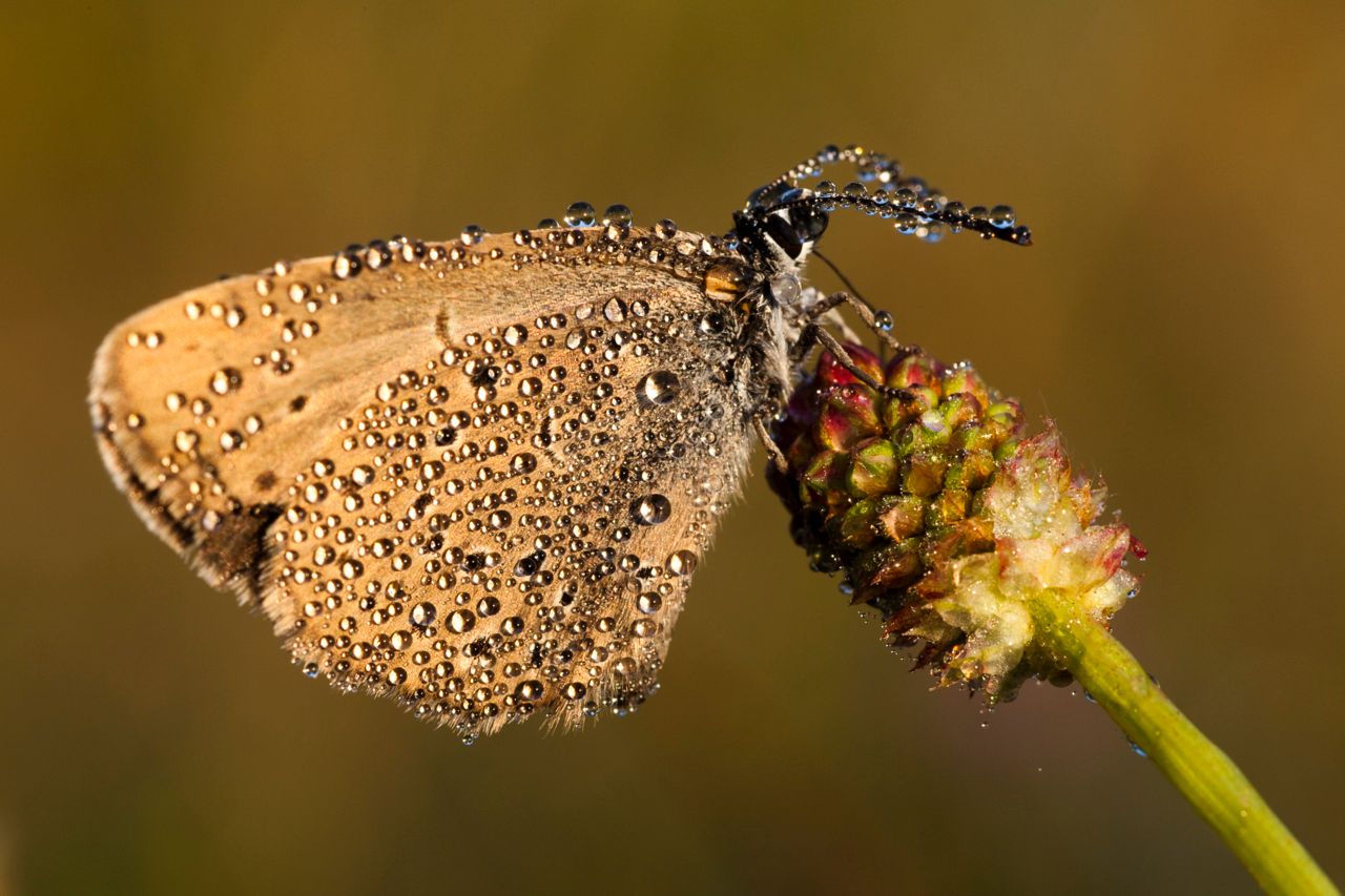 https://images.e-vision.nl/naturetoday/images/optimized/019c197a-1f32-4846-b7ca-fd0f1c7b5241.jpg&w=1280 https://images.e-vision.nl/naturetoday/images/optimized/019c197a-1f32-4846-b7ca-fd0f1c7b5241.jpg&w=1280