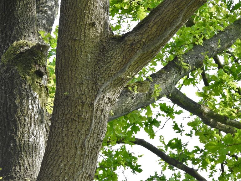 Bomen vol eikenprocessierupsen vertoonden nauwelijks vraat