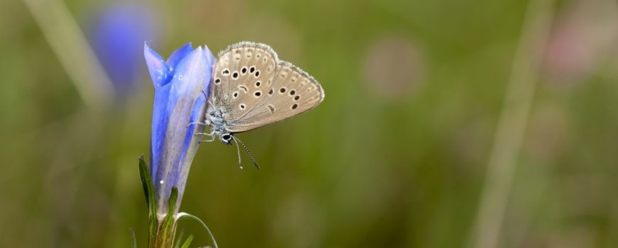 Code Rood voor het gentiaanblauwtje