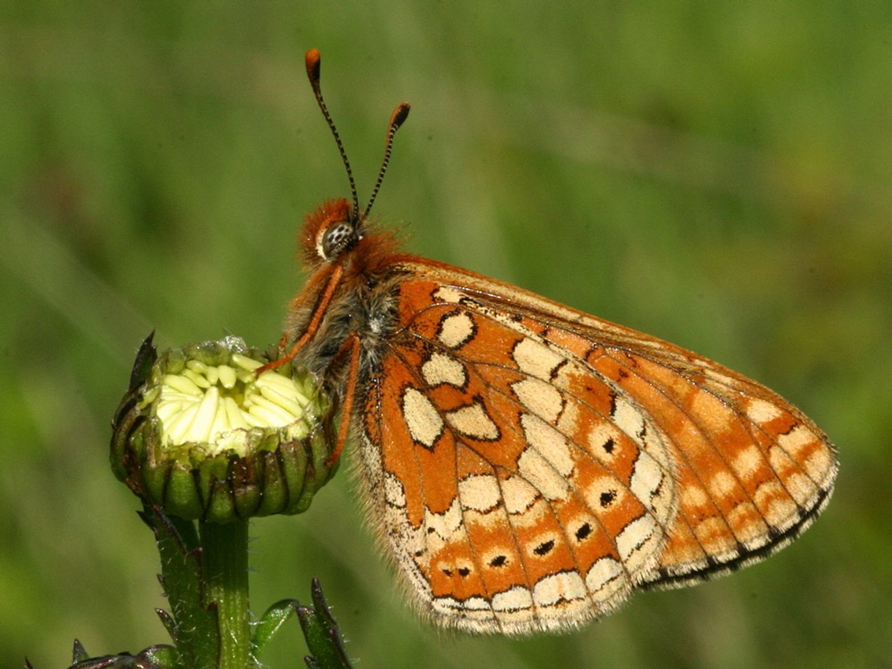 https://images.e-vision.nl/naturetoday/images/optimized/0d5668dc-5985-4d61-895b-3c4f07222580.jpg&w=1280 https://images.e-vision.nl/naturetoday/images/optimized/0d5668dc-5985-4d61-895b-3c4f07222580.jpg&w=1280