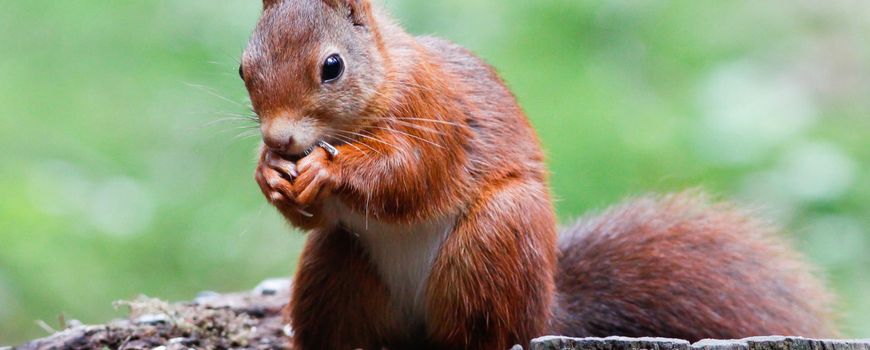 Eekhoorns druk met het aanleggen van voedselvoorraden