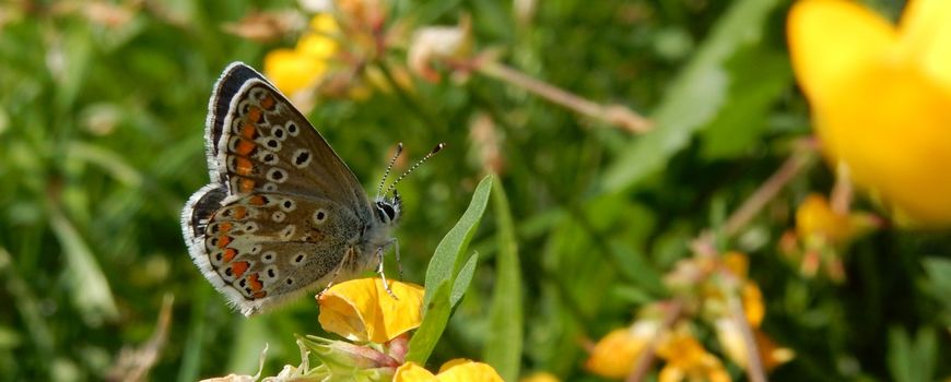 Veel bruin blauwtjes in september?