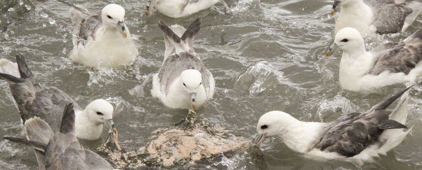 Video: extreem voorbeeld van plastic in vogelmaag