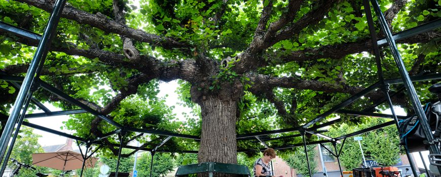 Nature Today Moeierboom Op De Markt In Etten Leur Mooiste Boom Van Nederland