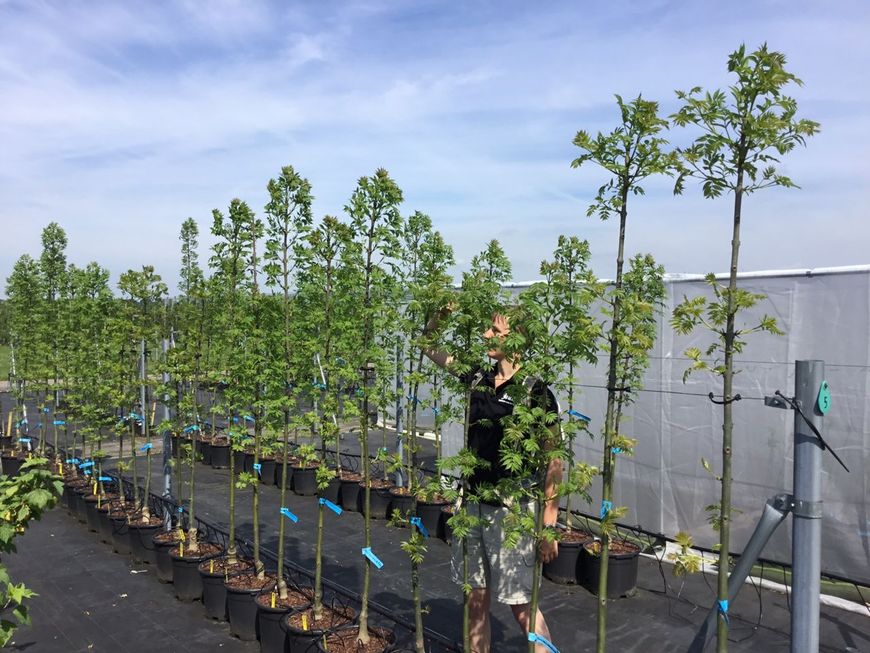 Vermeerdering essen Fraxinus excelsior es