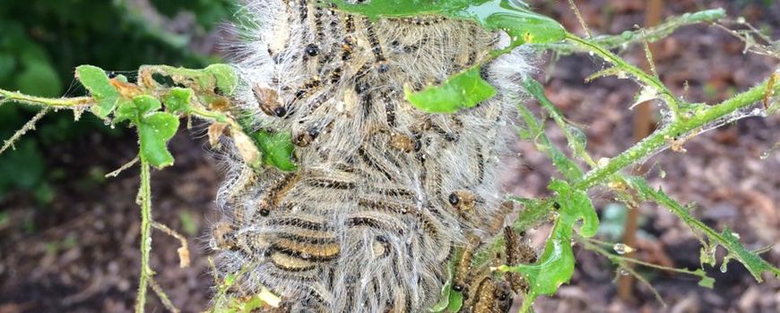 Koolmees eet ook eikenprocessierups met brandharen