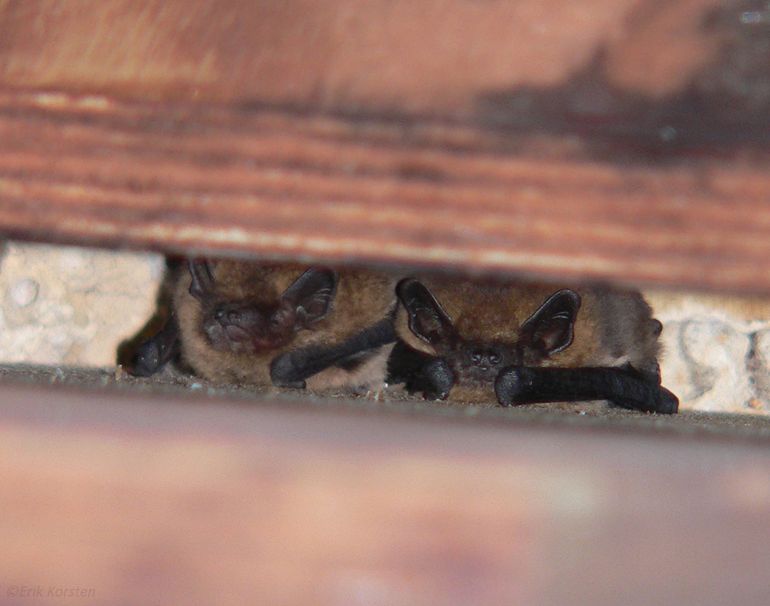 Vleermuiskast met gewone dwergvleermuis, een soort die graag op boerenerven op insecten jaagt