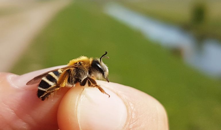 Een vrouwtje weidebij, een typische dijkensoort