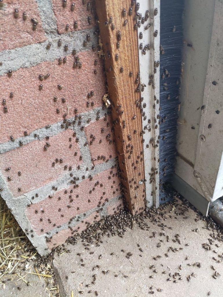 Zeer grote aantallen Aphodius Contaminatus op een gevel