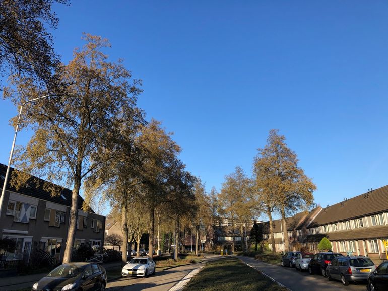 Street with alder trees in bloom on February 27, 2021