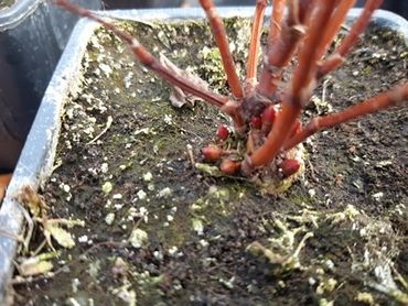 Nature Today | Zaden bij Japanse duizendknoop! Kunnen ze ...