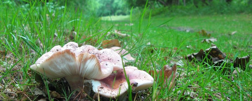 Stortbuien zorgen voor plaatselijke paddenstoelenweelde