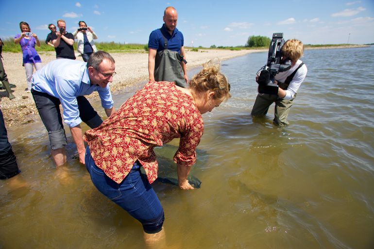 De vrijlating van babysteuren in de Waal bij Nijmegen