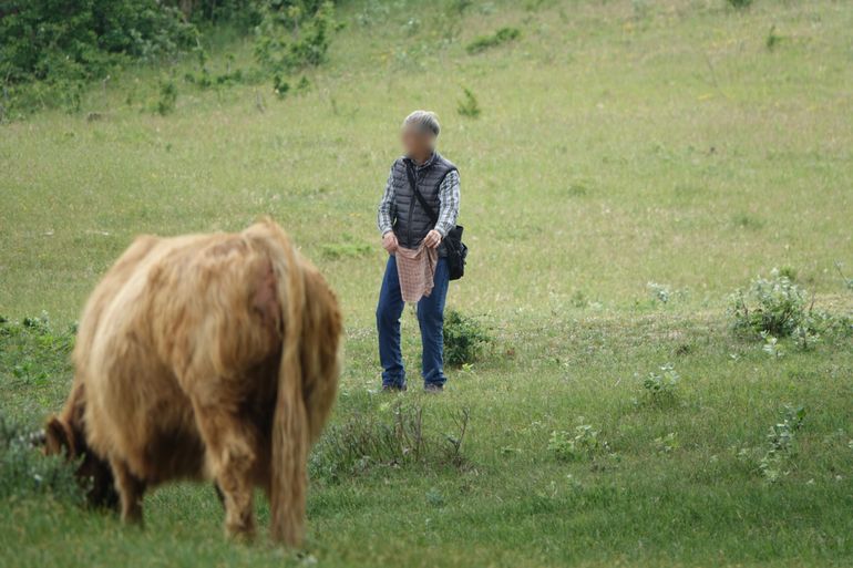 Man daagt Schotse hooglander uit met een doek. Wie is er sneller als de koe op de foto ingaat op de uitdaging?