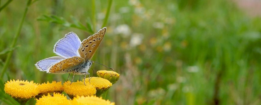 Wordt het een ouderwetse vlinderherfst?