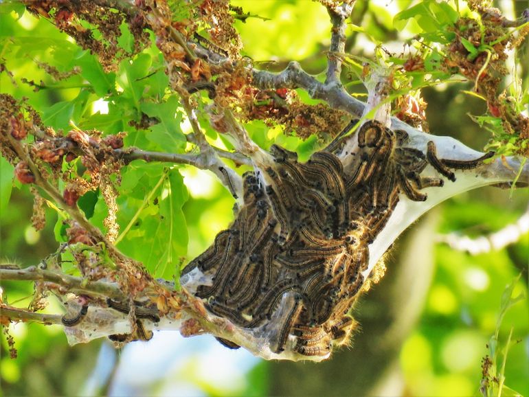 Nest met ringelrupsen