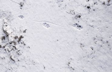 Spoor van vos (boven) en bosmuis (beneden)