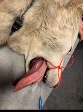 Hond Snow die geïntubeerd is nadat zijn tong opzwol als gevolg van een hap in een eikenprocessierupsnest