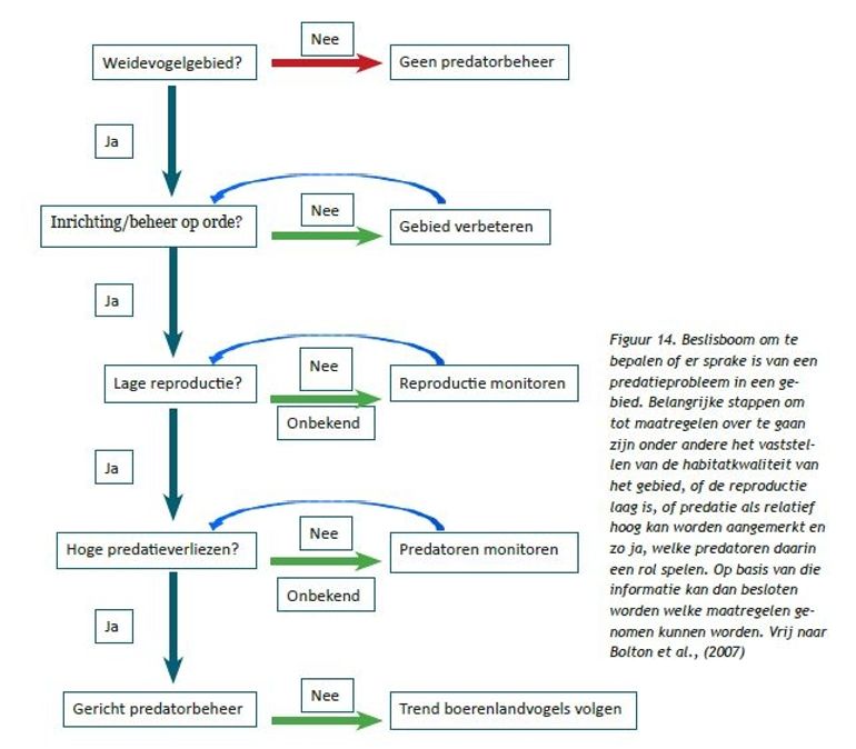 Wel of niet predatoren beheren? Sovon beslisboom
