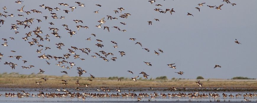 Goede Nature Today | Vijf miljoen watervogels tellen GB-09