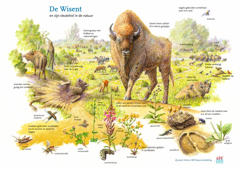 Wisent helpt bij terugdringen exoten