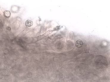 Lamelsnede Grauwe trechtersatijnzwam met ronde hoekige sporen en bij de septen samengeknepen cheilocystiden