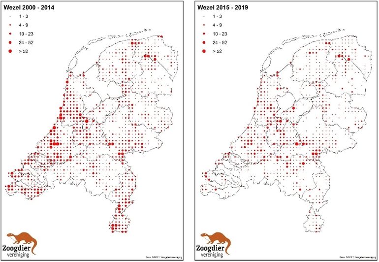 Figuur 2. Verspreiding van de wezel in Nederland in de periode 2000-2014 (links) en de periode 2015-2019 (rechts). De grootte van het rondje geeft het aantal waarnemingen, een hele grove indicatie van de dichtheid, in een atlasblok weer.