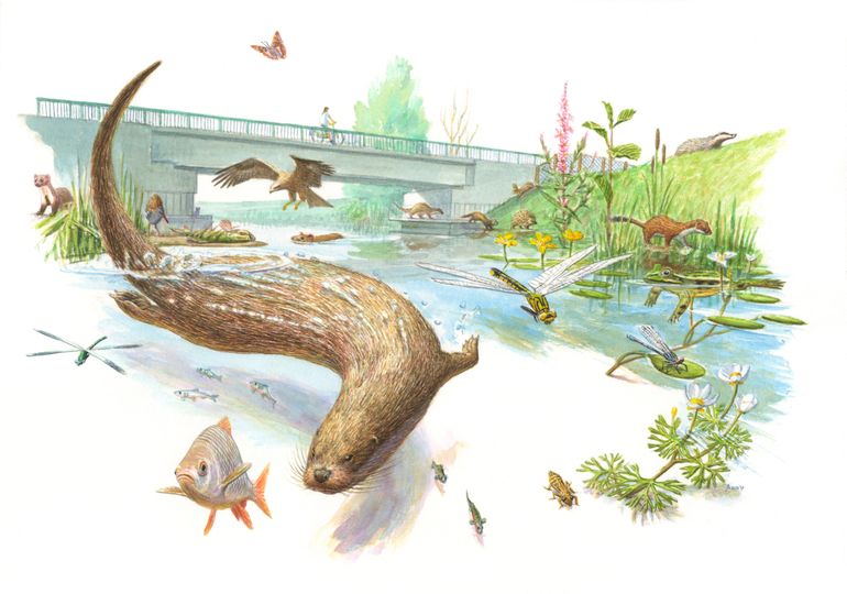 De otter als boegbeeld voor waterrijke natuur