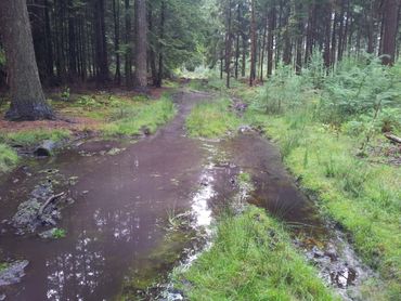 Zoelplek plus schuurboom van wild zwijn