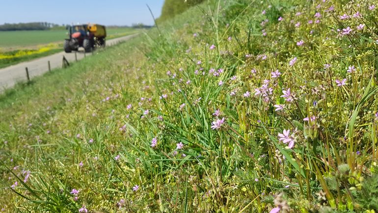 Dankzij de korte, open vegetatie zijn dijken vaak erg bloemrijk en aantrekkelijk voor bodemnestelende insecten, ook in agrarisch gebied