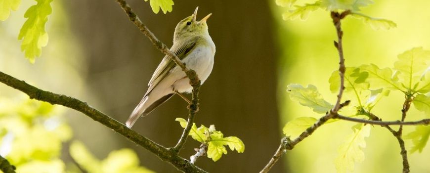 https://images.e-vision.nl/naturetoday/images/optimized/5836ea5f-6709-44df-ad50-e220229a97a2.jpg&h=350&w=870&v=1590691974 https://images.e-vision.nl/naturetoday/images/optimized/5836ea5f-6709-44df-ad50-e220229a97a2.jpg&h=350&w=870&v=1590691974