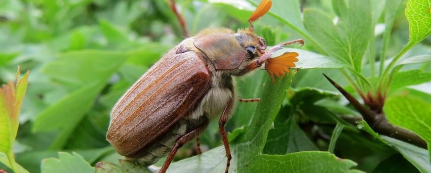 Nature Today | Meikevers en rozenkevers doen goede zaken ...