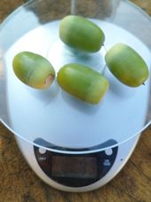 Grote eikels