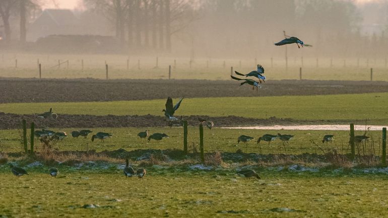 Een weiland roept tegen een overvliegende gans: kom hier eten!