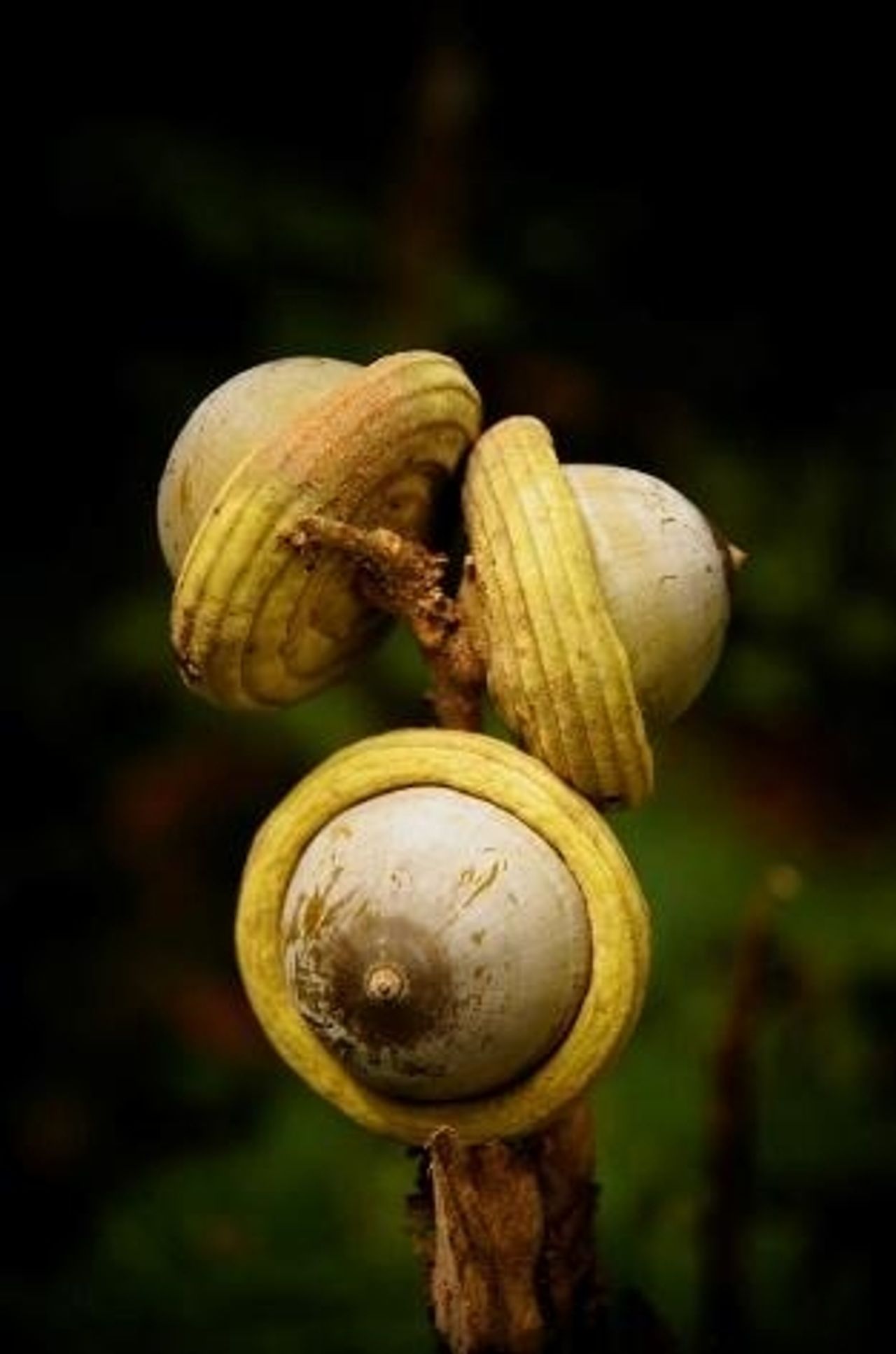 https://images.e-vision.nl/naturetoday/images/optimized/5d13ca57-fffe-478b-9c8c-8cc297cdb4a4.jpg&w=1280 https://images.e-vision.nl/naturetoday/images/optimized/5d13ca57-fffe-478b-9c8c-8cc297cdb4a4.jpg&w=1280
