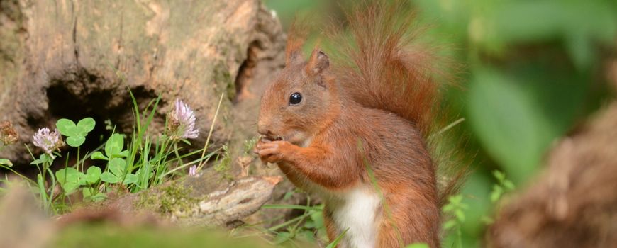 In de herfst grotere kans om eekhoorns te zien