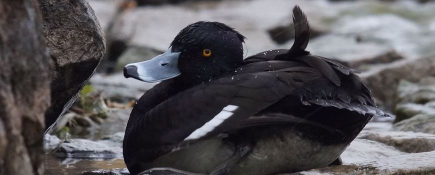 Onwijs Nature Today | Vogelgriep bij wilde watervogels in Nederland WO-87