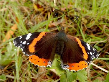 nature today opgepotte brandnetel voor atalanta opgepotte brandnetel voor atalanta