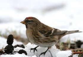 Nature Today Met kou bijzondere vogelsoorten in de tuin