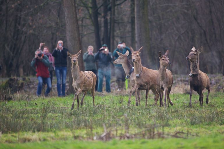 Het edelhert keert na meer dan 150 jaar afwezigheid terug naar Brabant